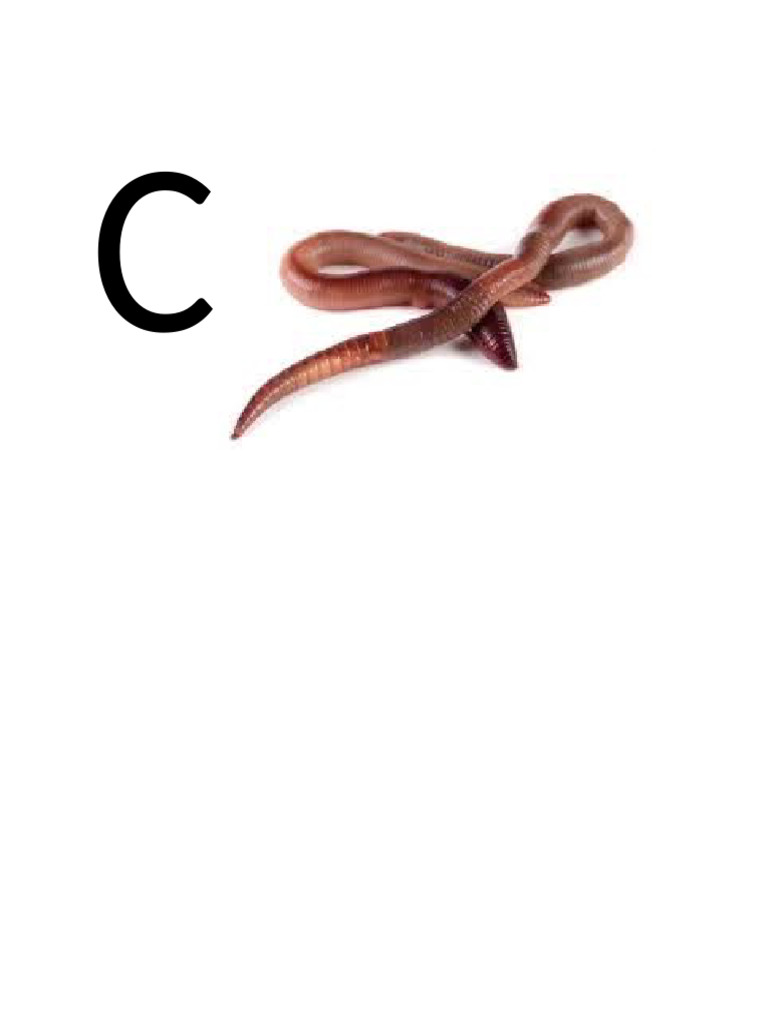 C | PDF