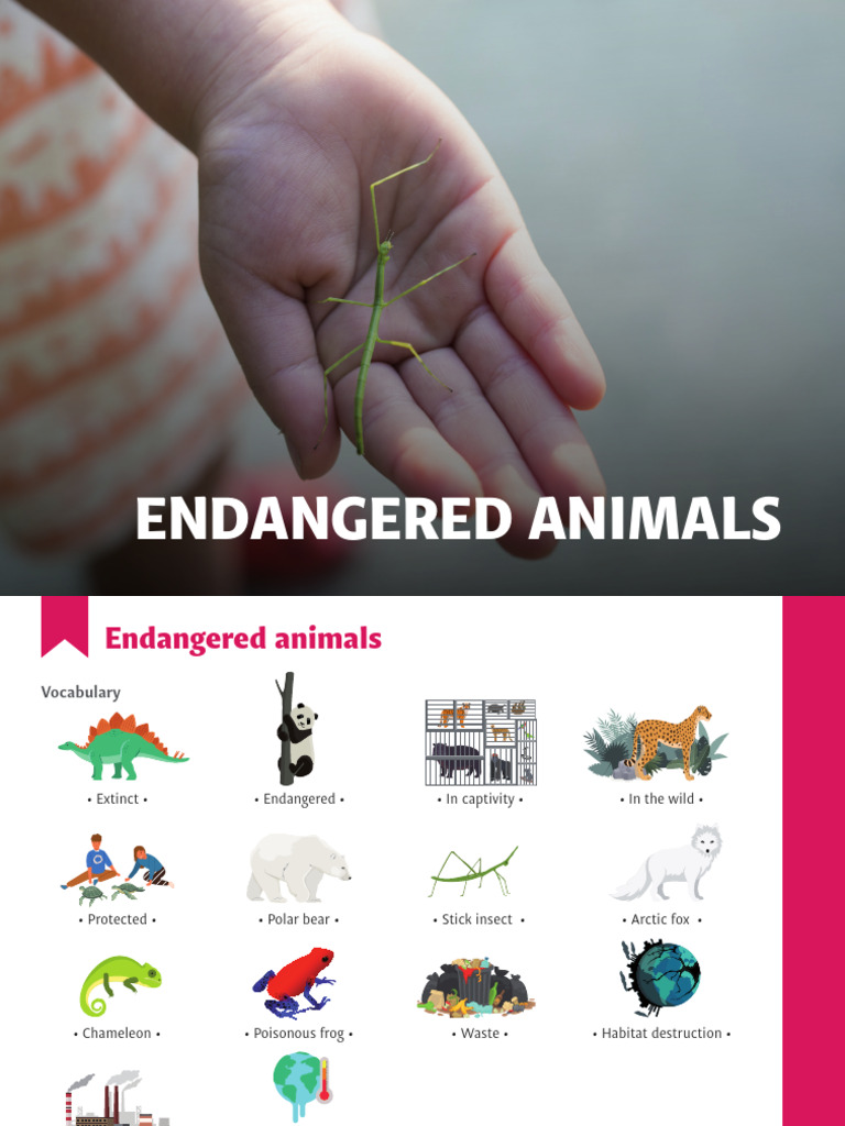 Endangered Animals and Conservation Efforts | PDF | Endangered Species ...