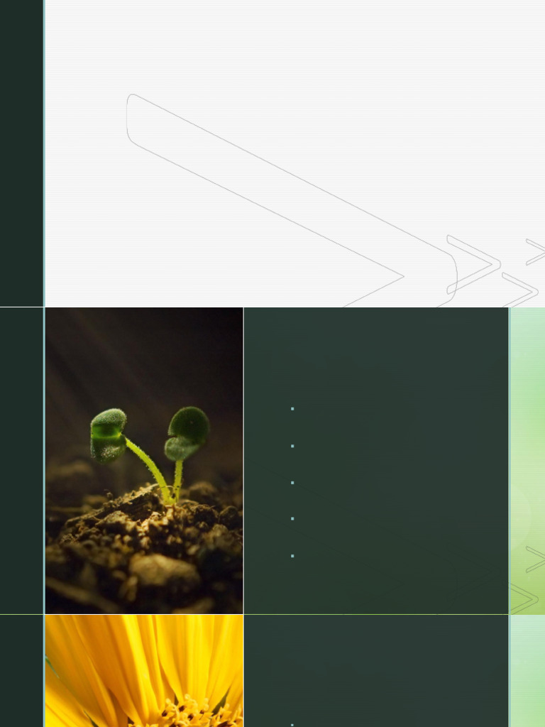 Life Cycle of Flowering Plants for Grade 5 | PDF | Flowers | Pollination