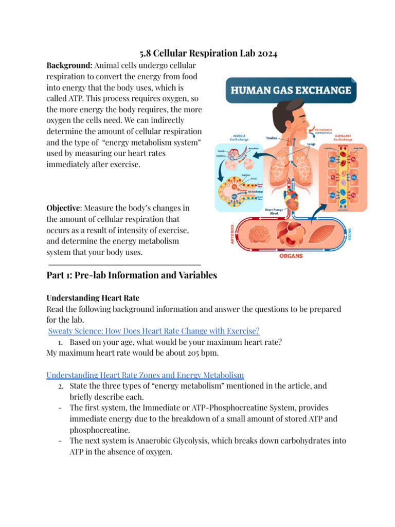 5.8 Cellular Respiration Lab 2024 | PDF | Cellular Respiration | Heart Rate