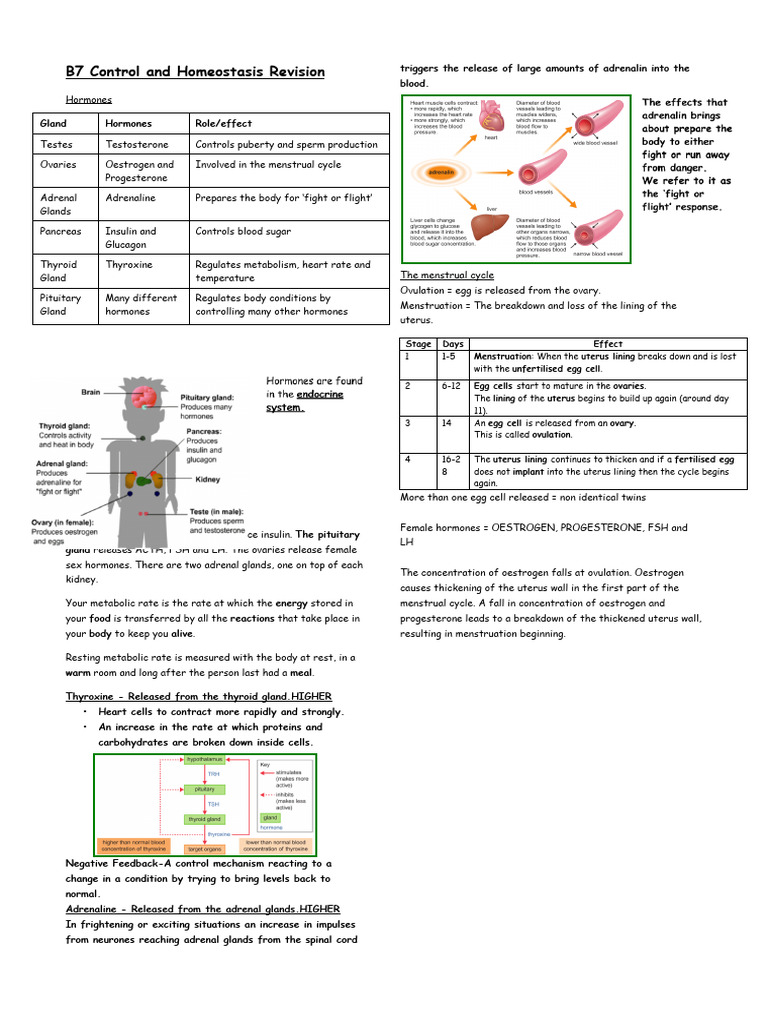Hormones and Homeostasis Overview | PDF | Menstrual Cycle | Kidney