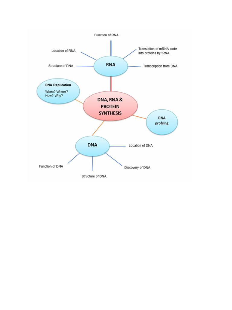 DNA Structure and Replication Overview | PDF