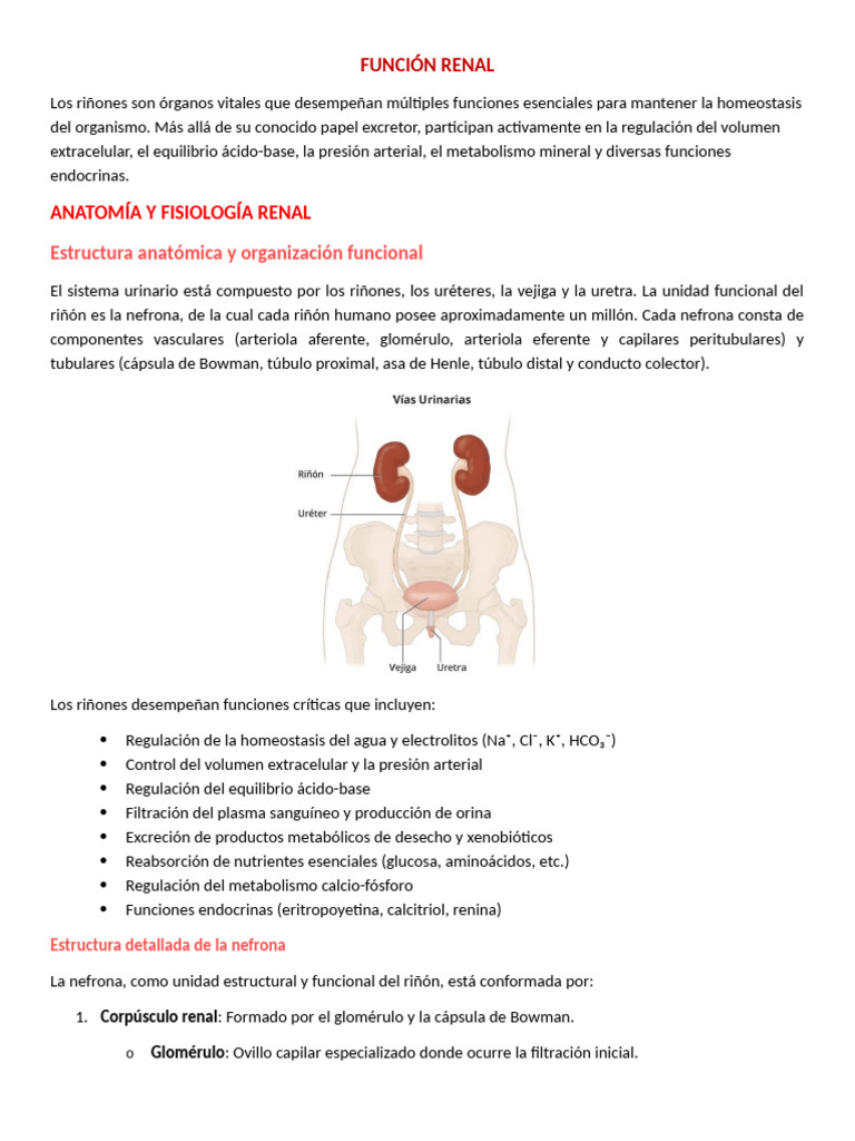 Trabajo Función Renal | PDF | Riñón | Especialidades Medicas