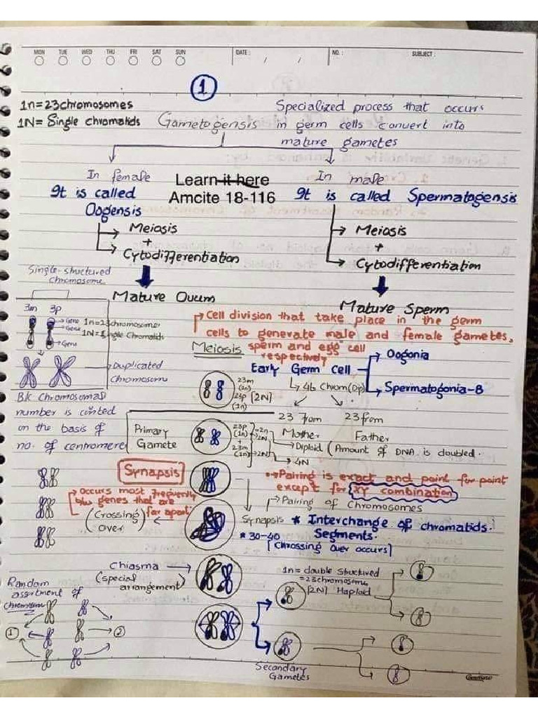 Embryo Most Imp Best Notes First Year MBBS Compiled by DR xdAMG | PDF