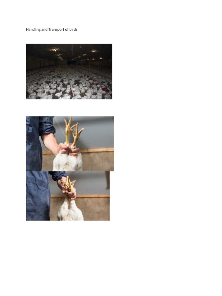 Handling and Transport of Birds | PDF