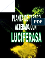 Luciferasa Final..