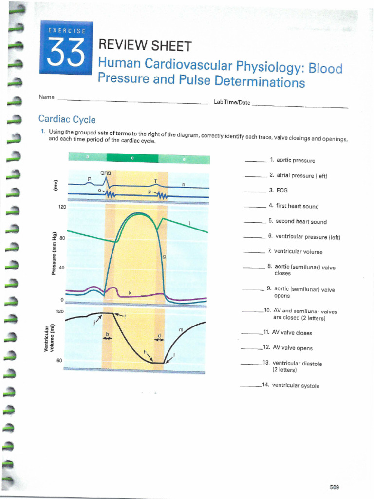33 Blood Pressure | PDF