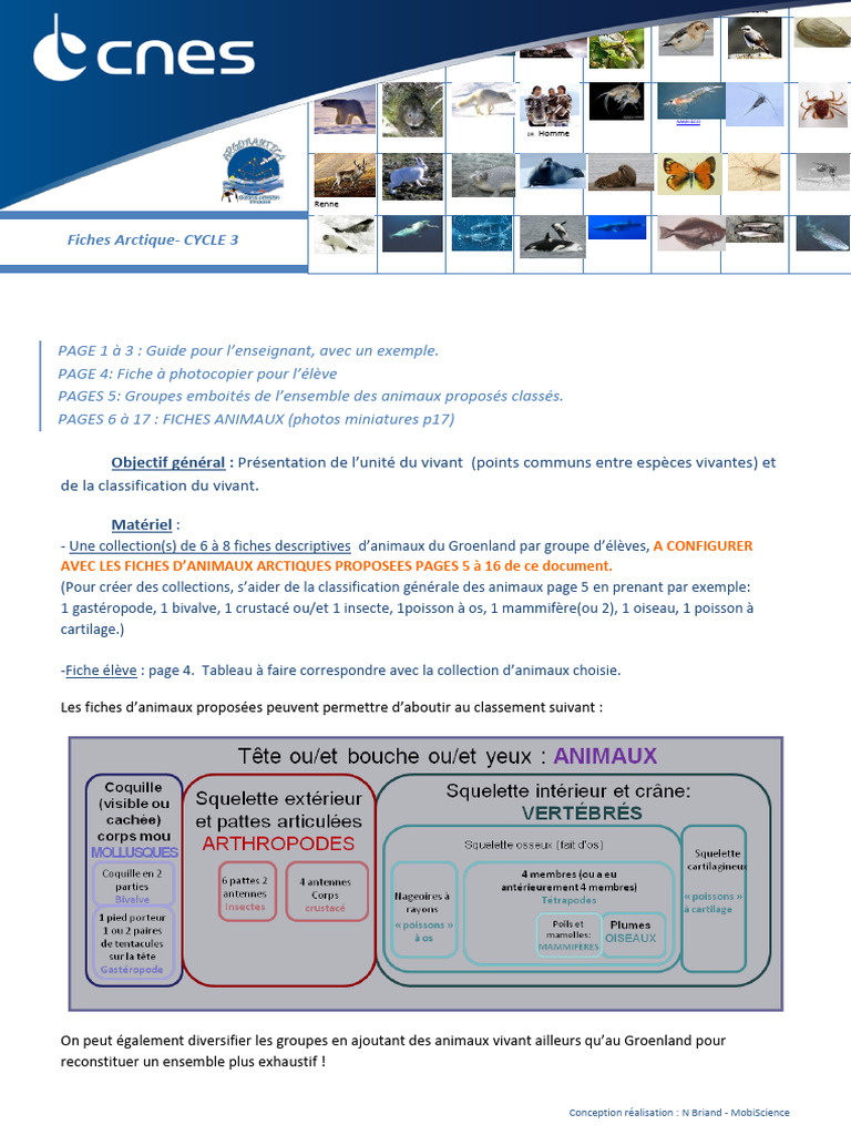 Classification des animaux arctiques CYCLE 3 | PDF | Zoologie
