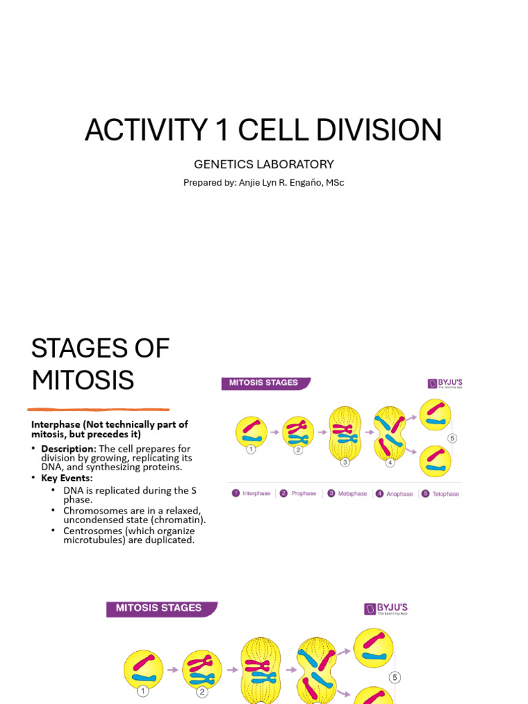 Post Lab - ACTIVITY 1 CELL DIVISION | PDF | Mitosis | Chromosome