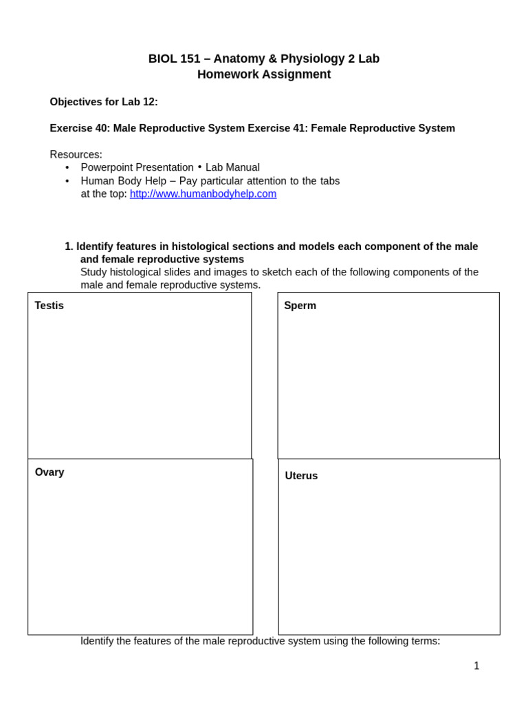 Anatomy & Physiology Lab: Reproductive Systems | PDF | Testicle | Uterus