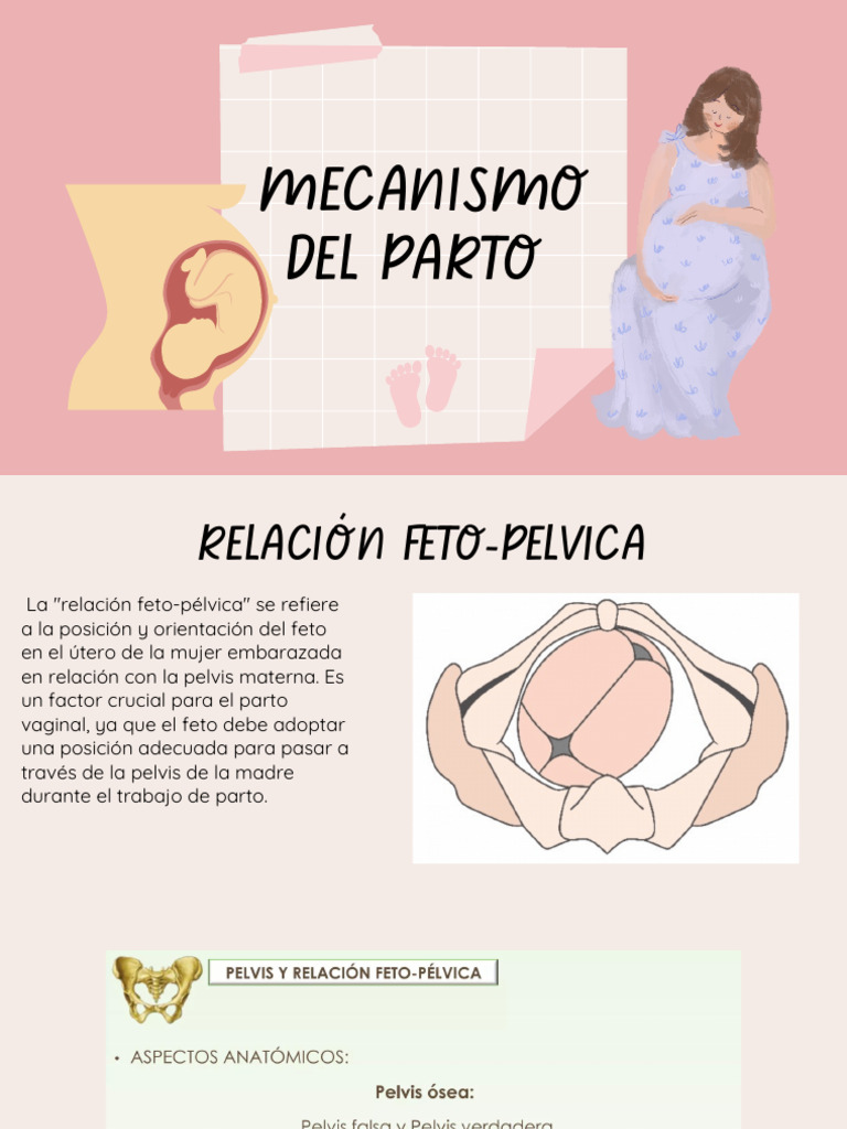 Mecanismo del Parto y Relación Feto-Pélvica | PDF | Pelvis | Parto