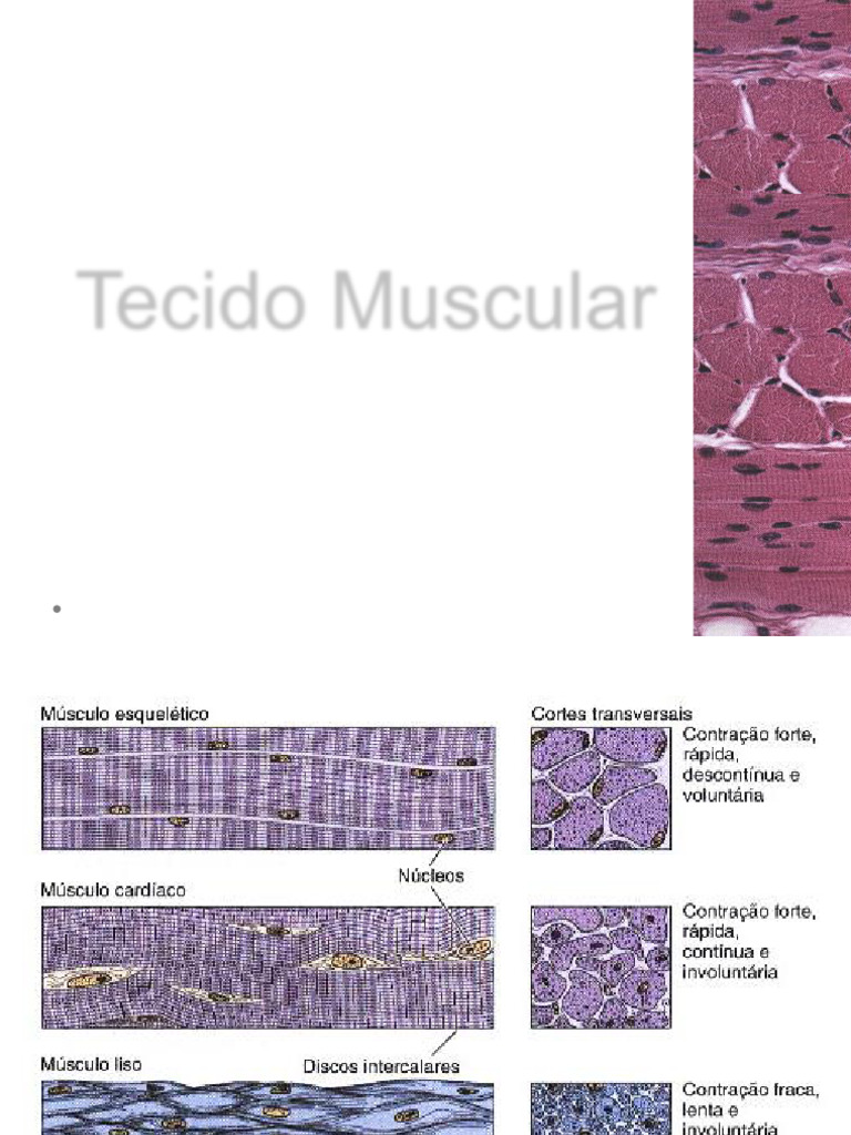 Estrutura e Função do Tecido Muscular | PDF | Junção neuromuscular ...