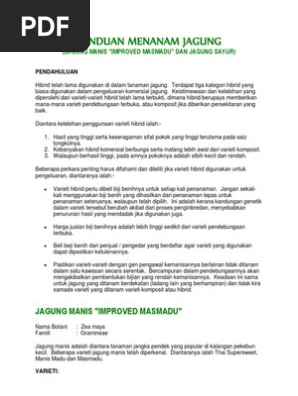 Panduan Menanam Jagung  PDF