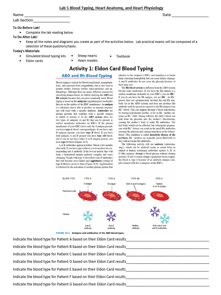 Blood Typing and Heart Anatomy Lab Guide | PDF | Heart Valve | Coronary ...