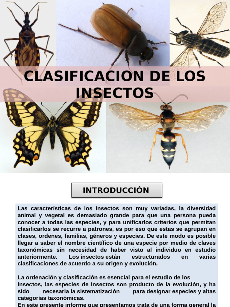 Clasificacion e Los Insectos | PDF | Insectos | Mosca