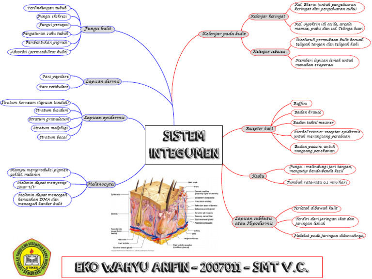 Fungsi dan Struktur Sistem Integumen | PDF