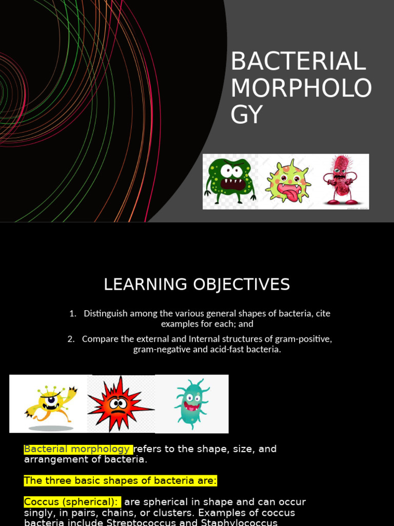 BACTERIAL-MORPHOLOGY | PDF | Bacteria | Gram Positive Bacteria
