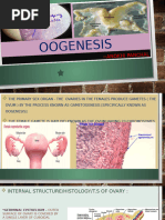 Oogenesis Process and Diagram Class 12 | PDF | Ovary | Reproductive System