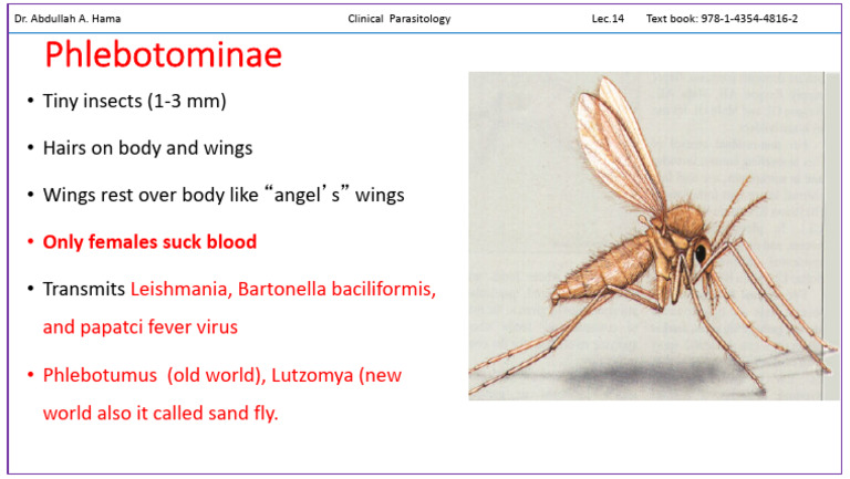 Phlebotominae: Blood-Sucking Insects | PDF