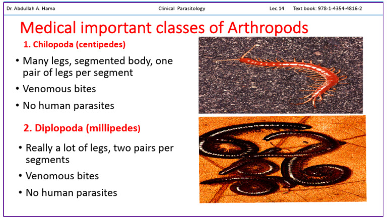Key Arthropod Classes Overview | PDF
