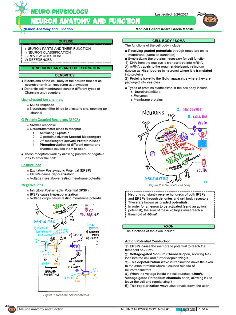 070 Neurology Physiology) Neuron Anatomy Function001 | PDF | Inhibitory ...
