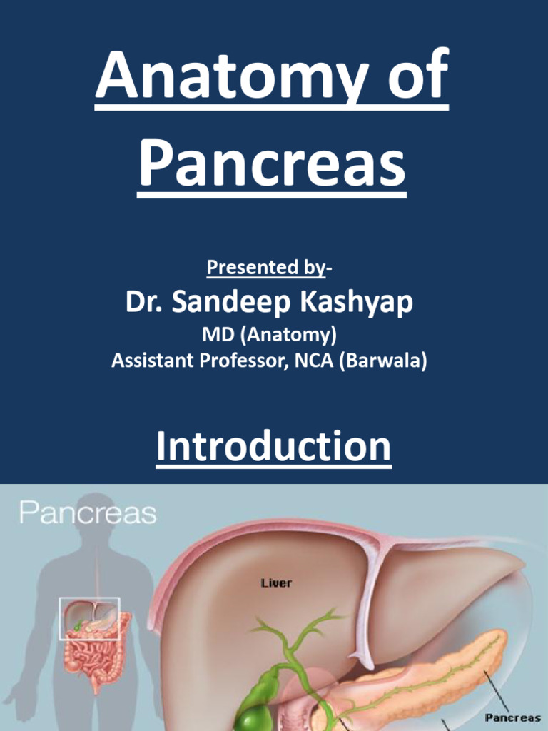 Anatomy of the Pancreas Overview | PDF