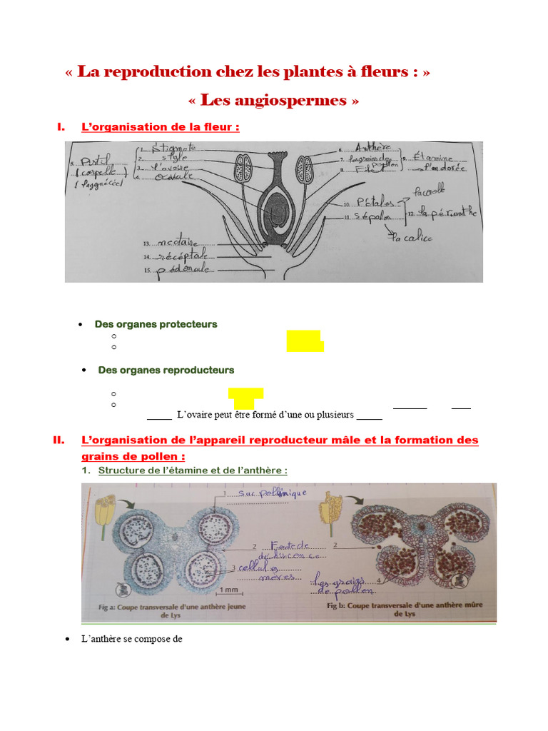 Anthère jeune et formation du pollen | PDF | Méiose | Fleurs