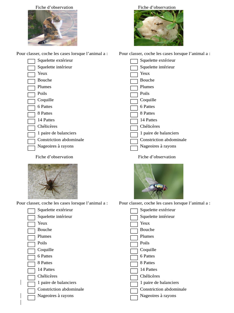Classification des Animaux par Caractéristiques | PDF | Zoologie