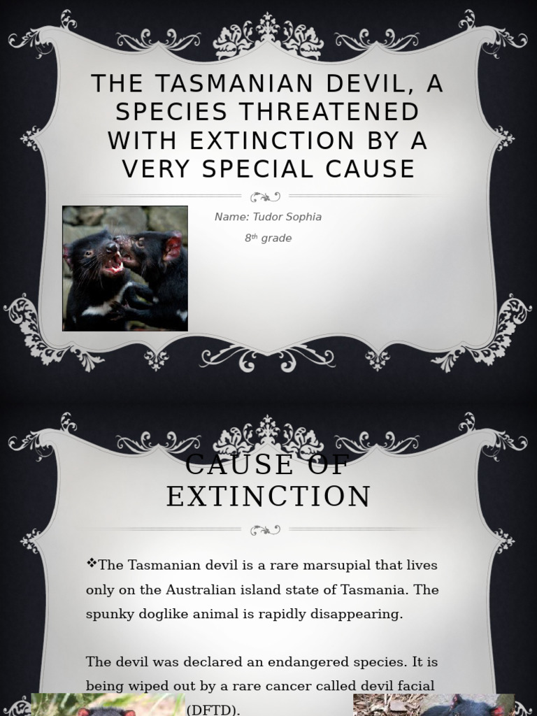 Tasmanian Devil Extinction Threat Explained | PDF | Organisms | Zoology