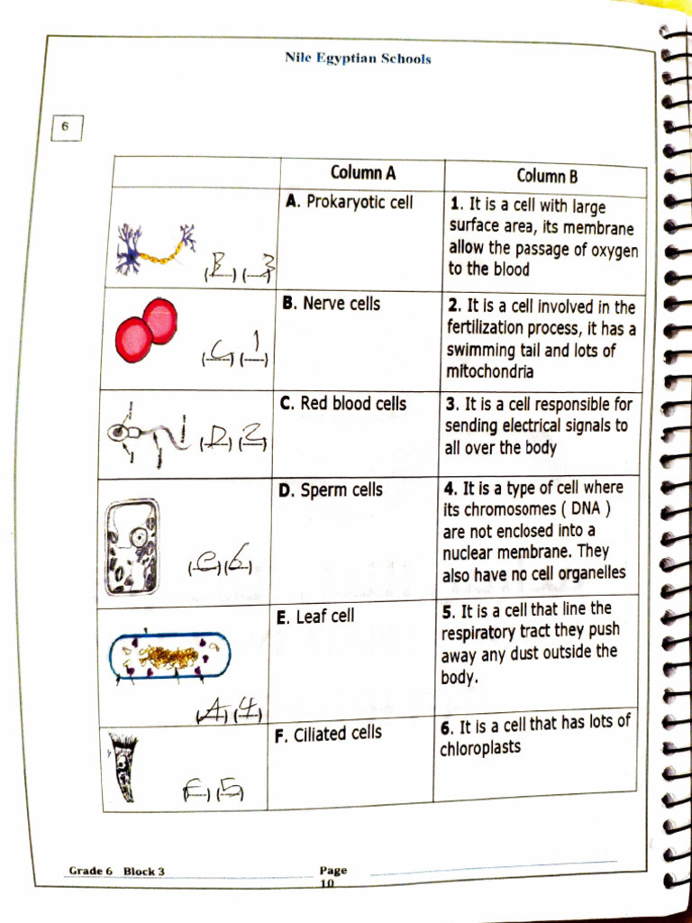 Grade 6 Science Exam Review Guide | PDF | Energy Development | Cell ...