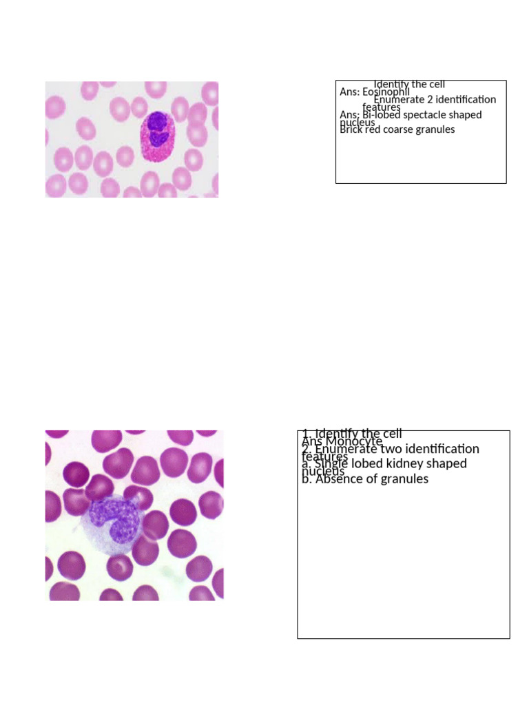 Physiology Exam: Cell Identification & Transport | PDF | Physiology ...