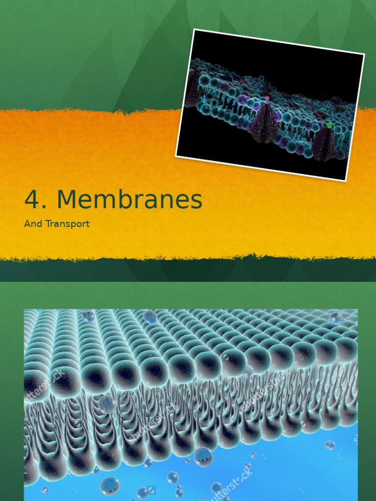 Cell Membrane and Transport | PDF | Cell Membrane | Cell Signaling