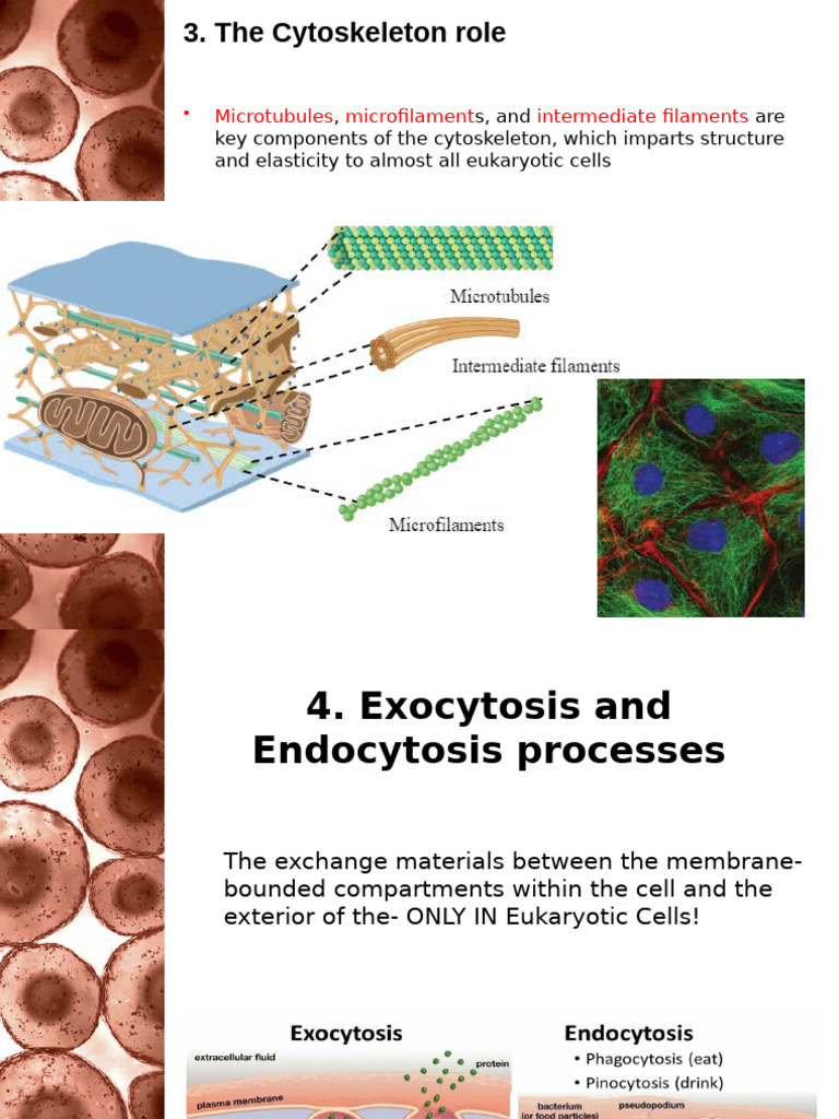 4-Cell Biology Chapter4 Fall2023 | PDF | Cell (Biology) | Endoplasmic ...