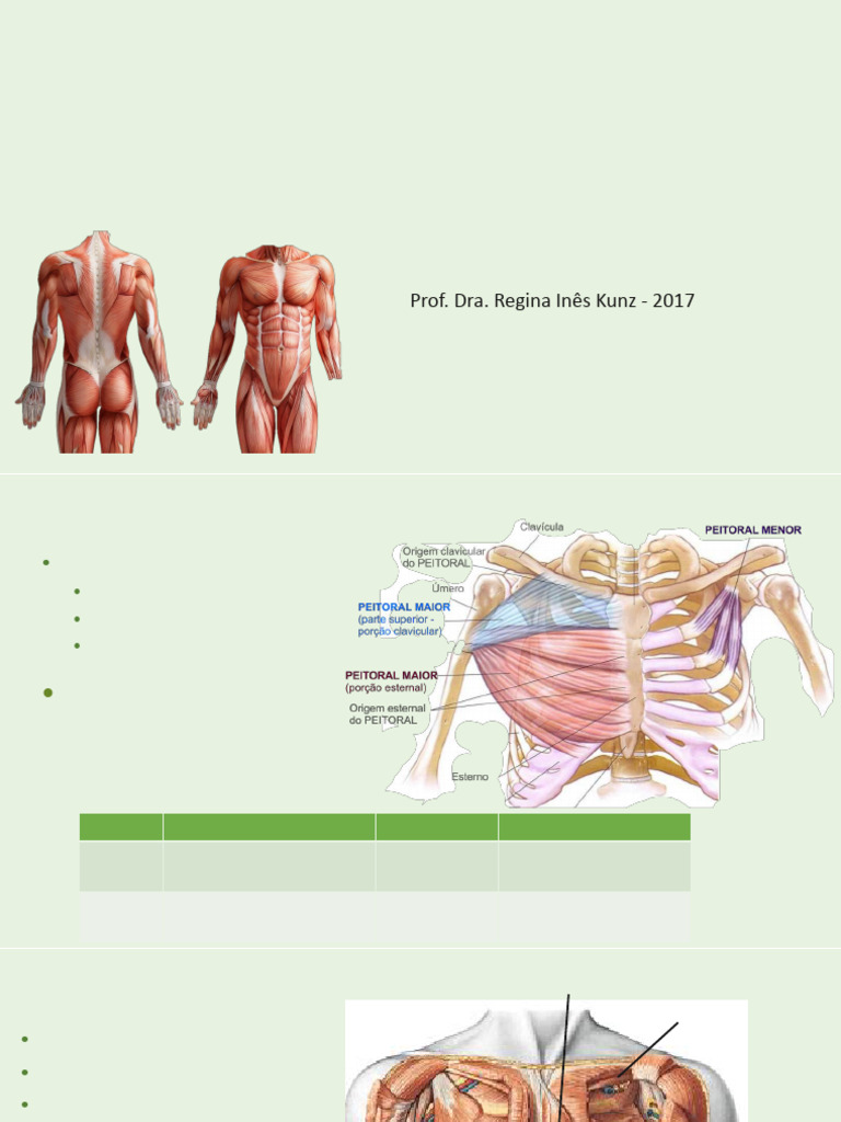 Músculos Do Tórax Dorso E Abdome Pdf Pélvis Coluna Vertebral