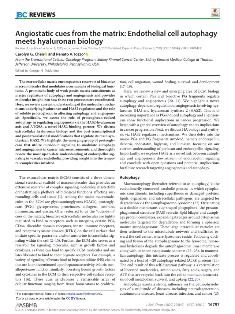 Endothelial Cell Autophagy and Hyaluronan | PDF | Autophagy ...
