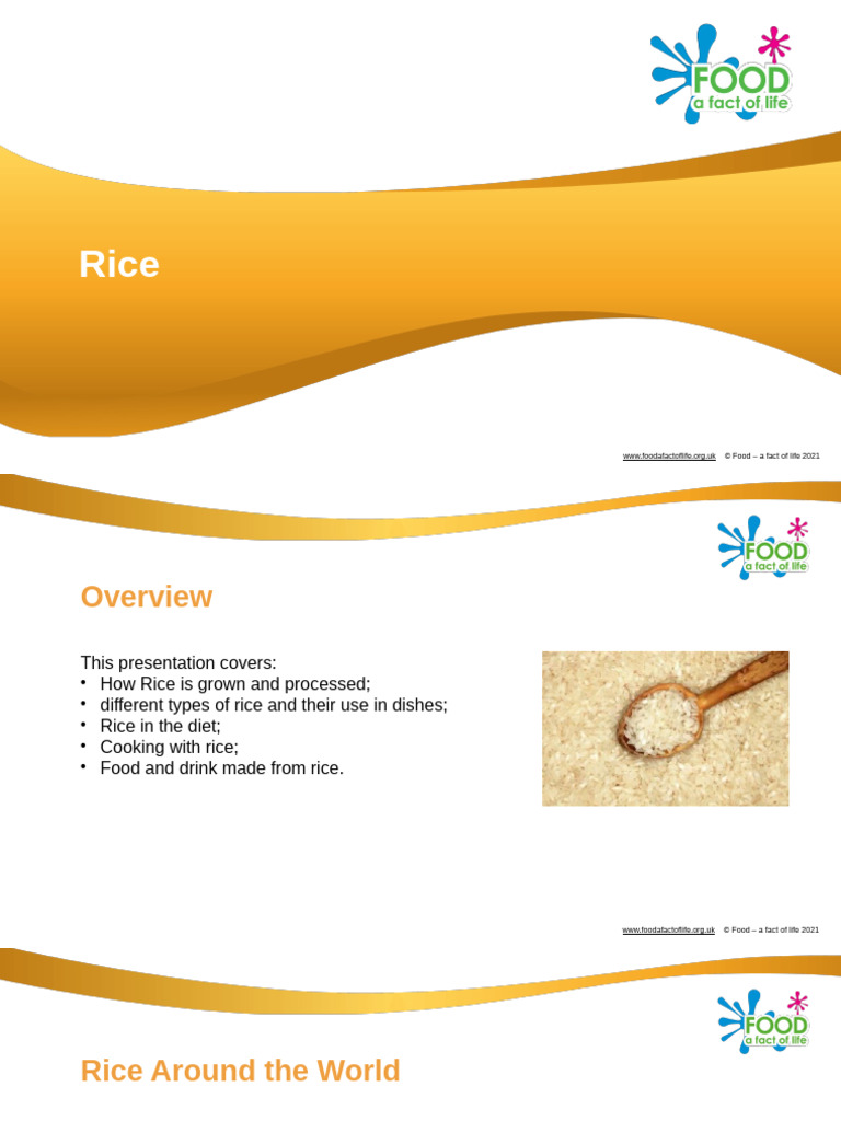 Rice-1114pptfc Hi To en 2025-02-06 10-47-15 | PDF | Rice | Seed