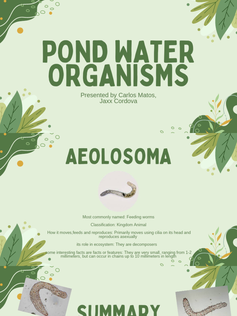 Pond Water Organisms | PDF