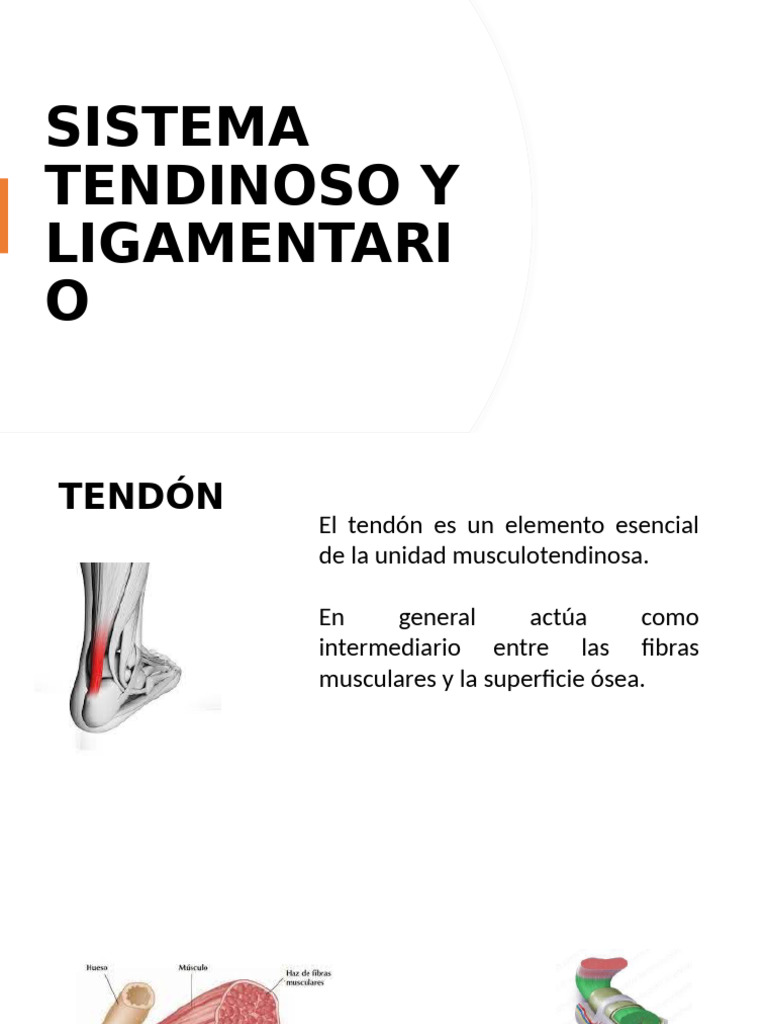 Tendón Acintado: Función y Biomecánica | PDF | Tendón | Sistema ...