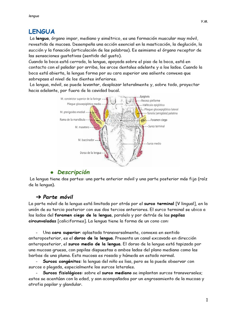 Anatomía y Función de la Lengua | PDF | Gusto | Lengua
