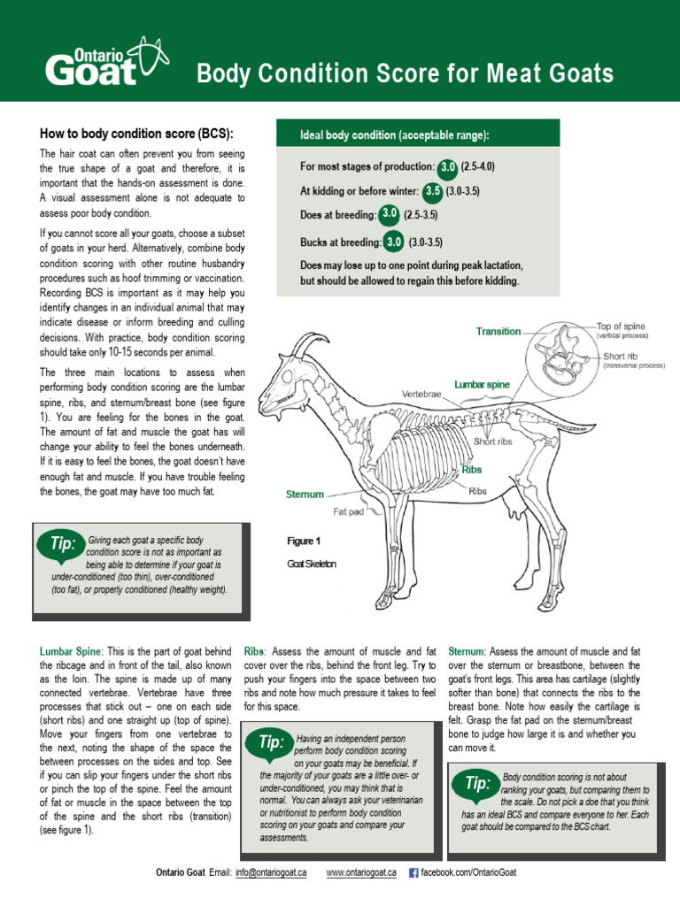 Appendix F - Body Condition Score For Meat Goats | PDF | Vertebral ...