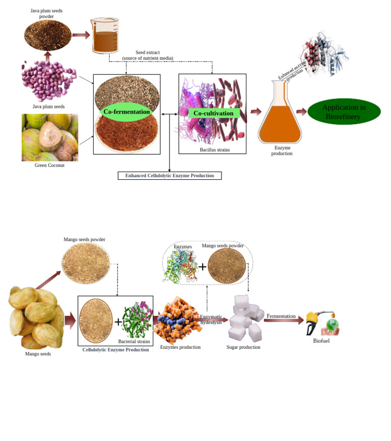 Jamun and Mango Seeds Graphical Abstract | PDF