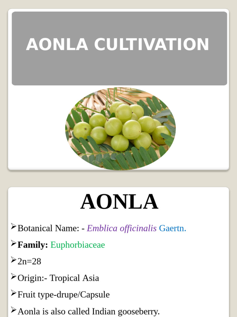 Aonla Cultivation and Production Guide | PDF | Fruit | Pruning