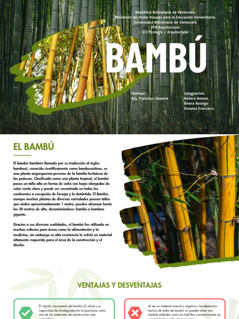 Bambú: Material Sostenible en Construcción | PDF | Bambú | Tallo de la ...