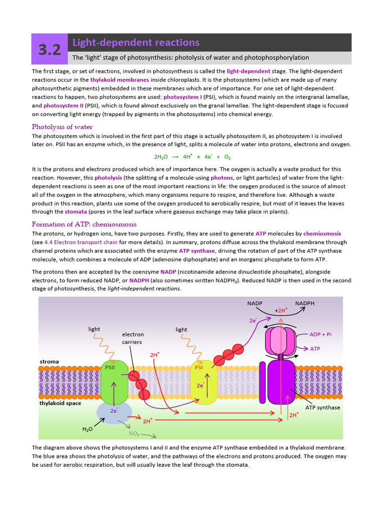 A2 3 2 Light Dependent Reactions | PDF | Photosynthesis | Nicotinamide ...