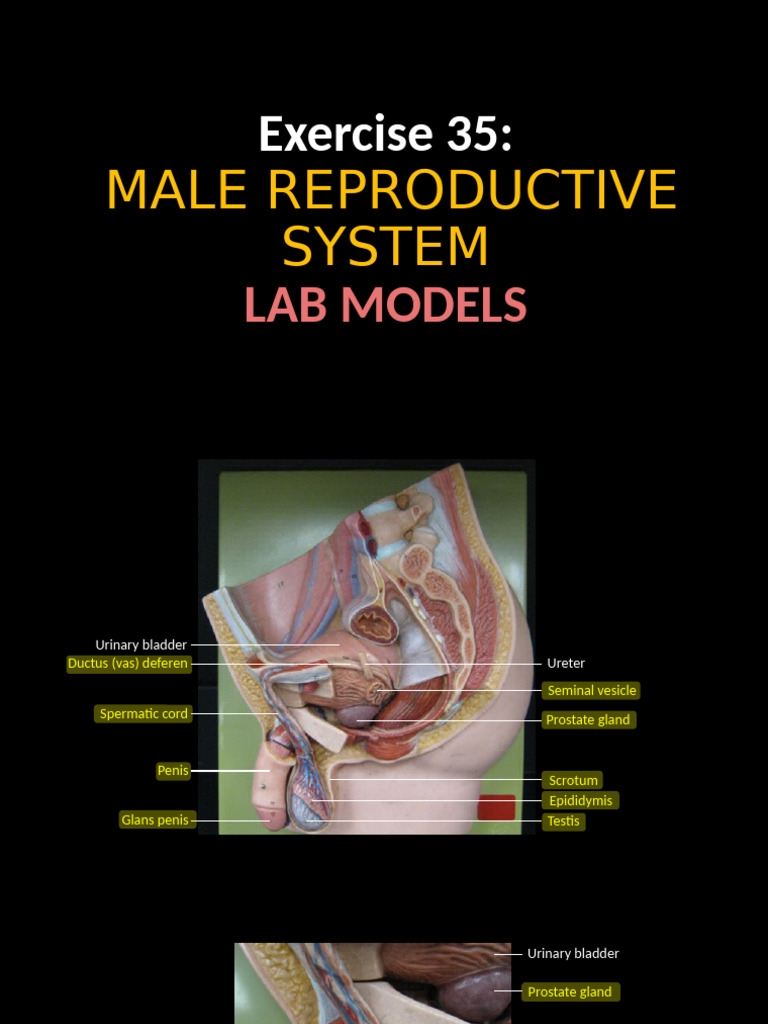 Anatomy Lab Exercise 35 Overview of Lab Models | PDF