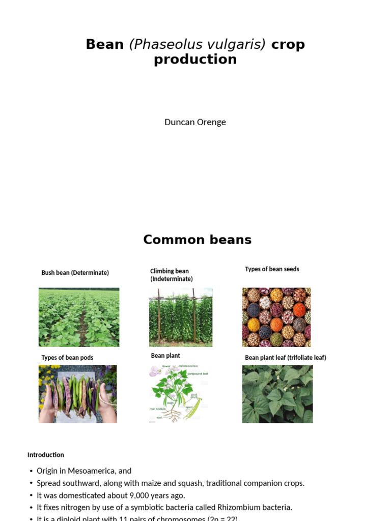 Bean Crop Production Guide | PDF | Legume | Bean
