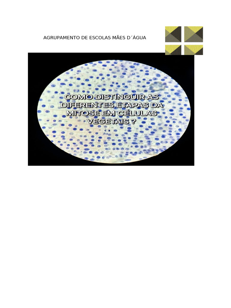 Como Distinguir As Difenrentes Etapas Da Mitose em Celulas V | PDF