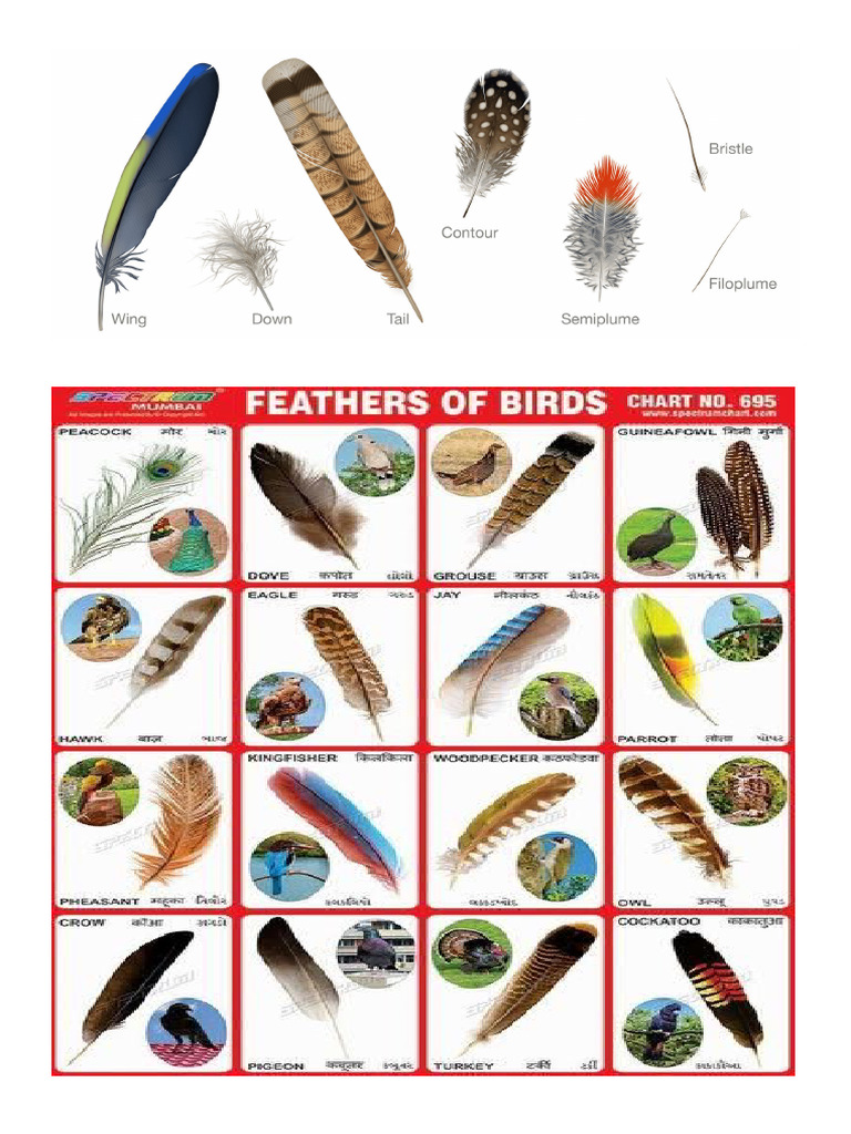 Types and Functions of Bird Feathers | PDF | Feather | Birds