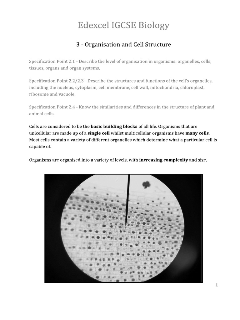 1c Organisation & Cell Structure WS | PDF
