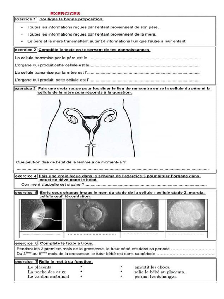 La Reproduction Humaine Exercices SVT 2AC 2 | PDF